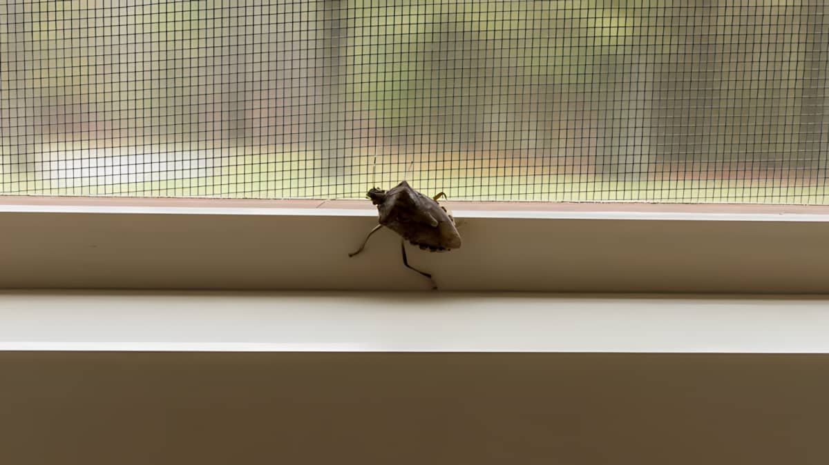 A stink bug crawling on a window.