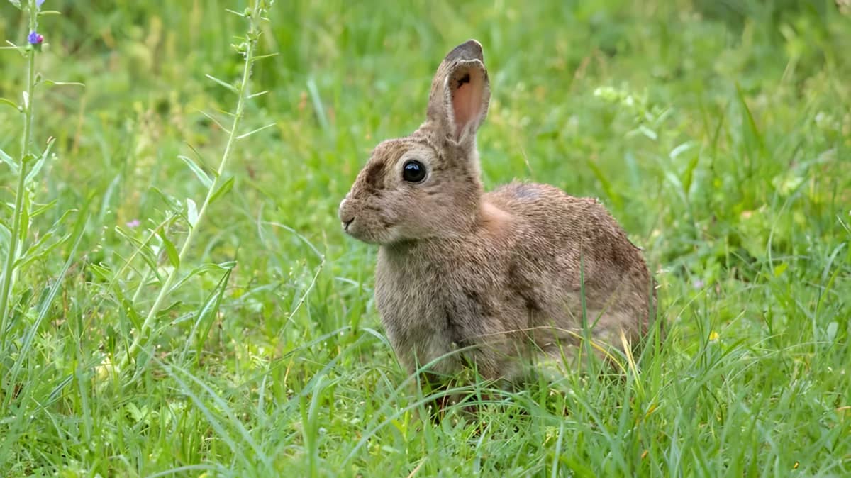 Rabbit standing in tall grass.