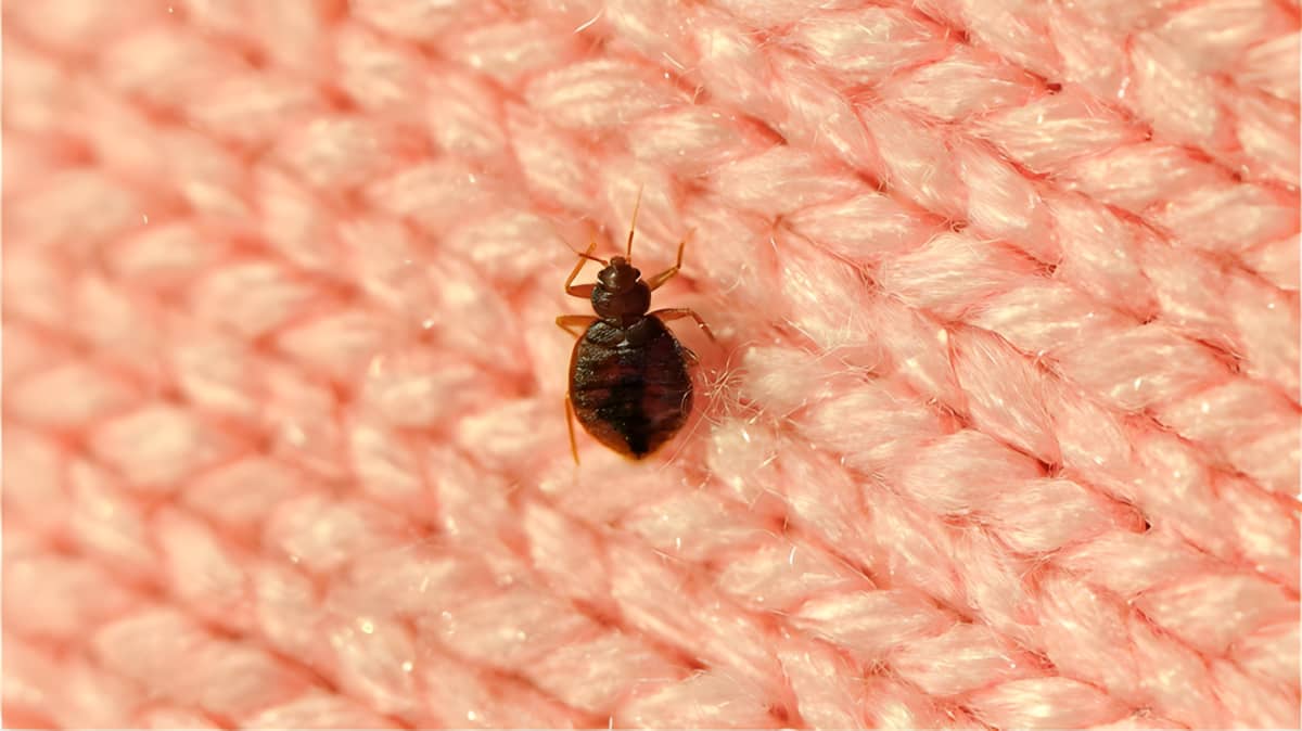 Bed bug on pink knit fabric.