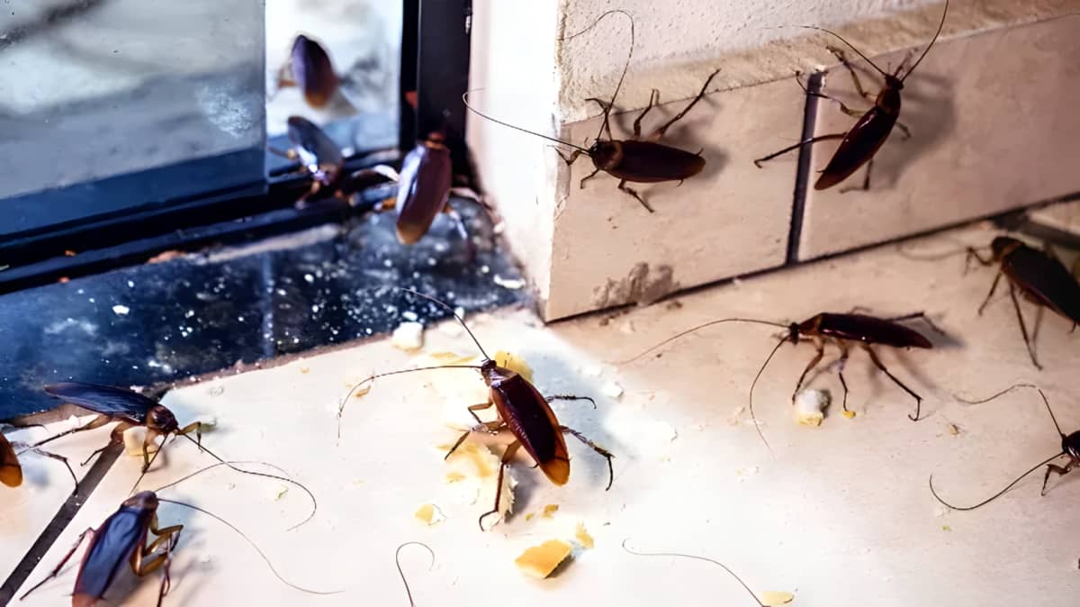 Cockroaches near a window.