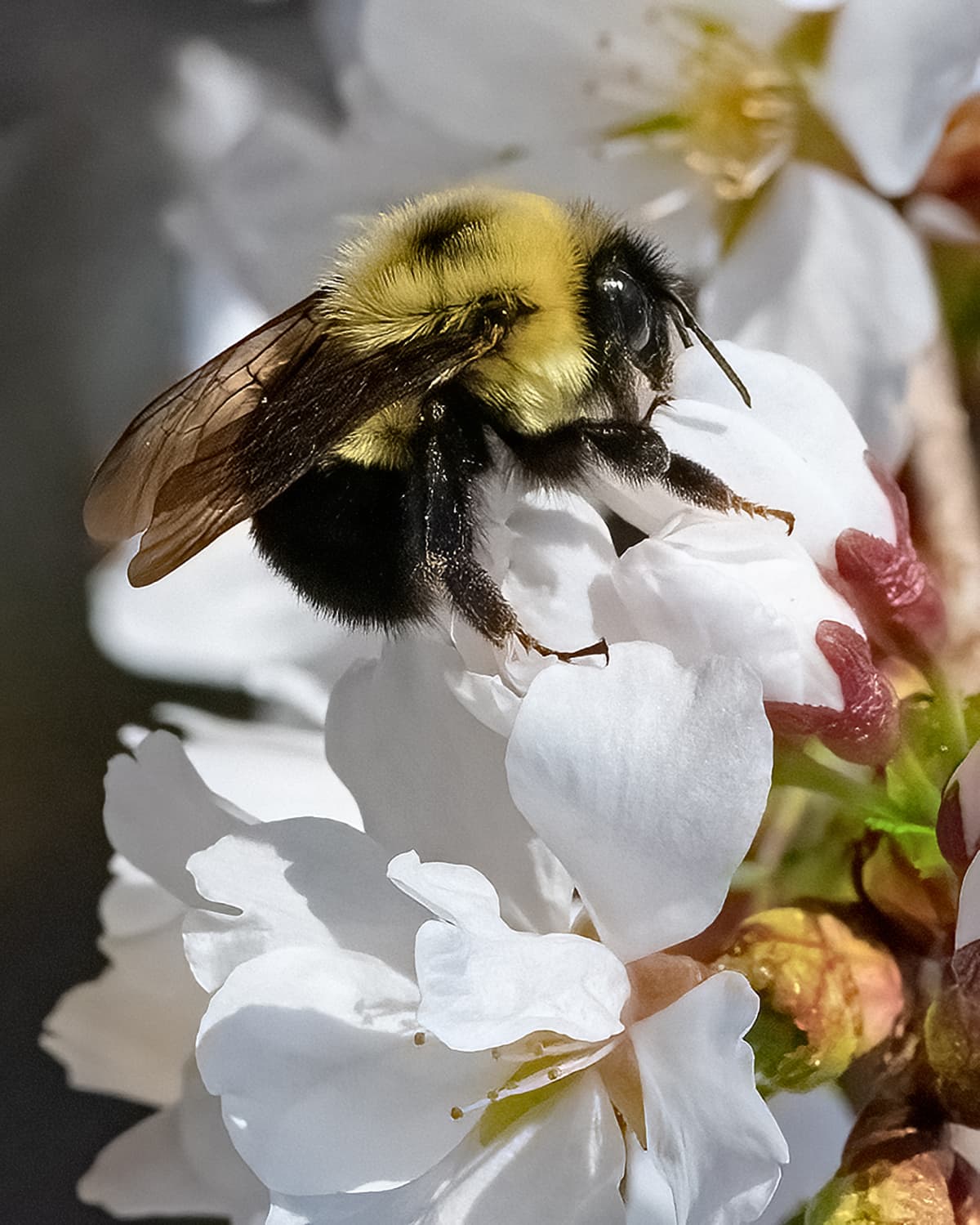 Bee on flower.
