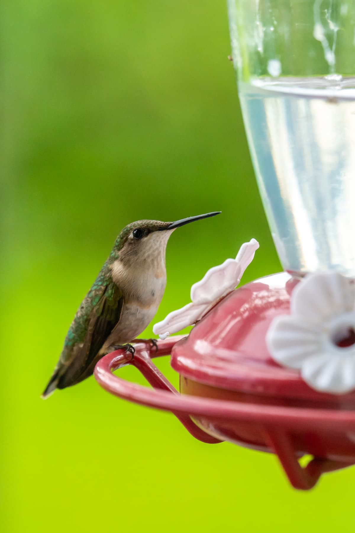 Hummingbird perched on edge of red bird feeder