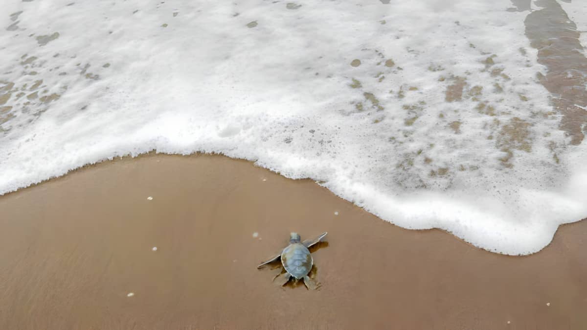 Turtle on Costa Rica beach