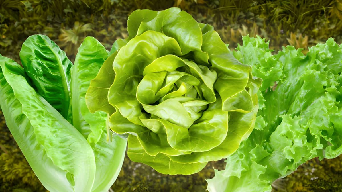 A closeup of a lettuce head. 