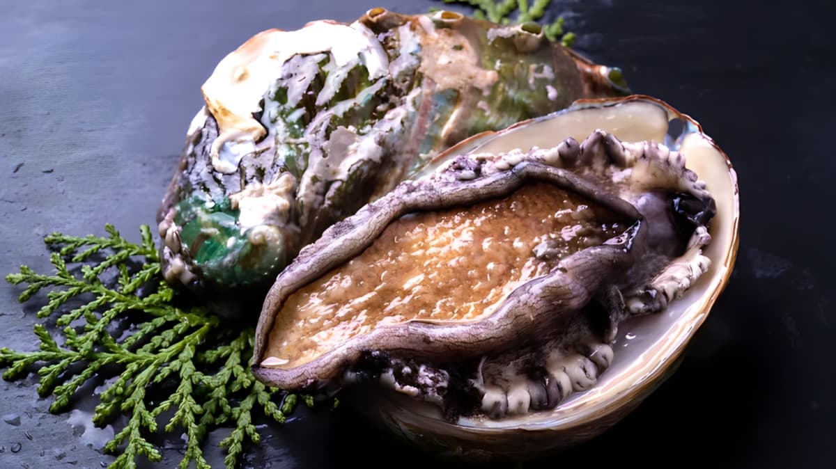 A closeup of abalones on a counter. 