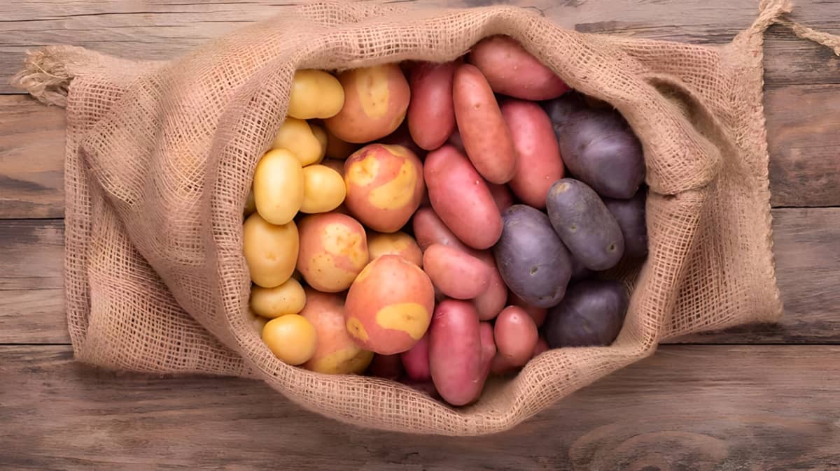 Different kinds of potatoes 