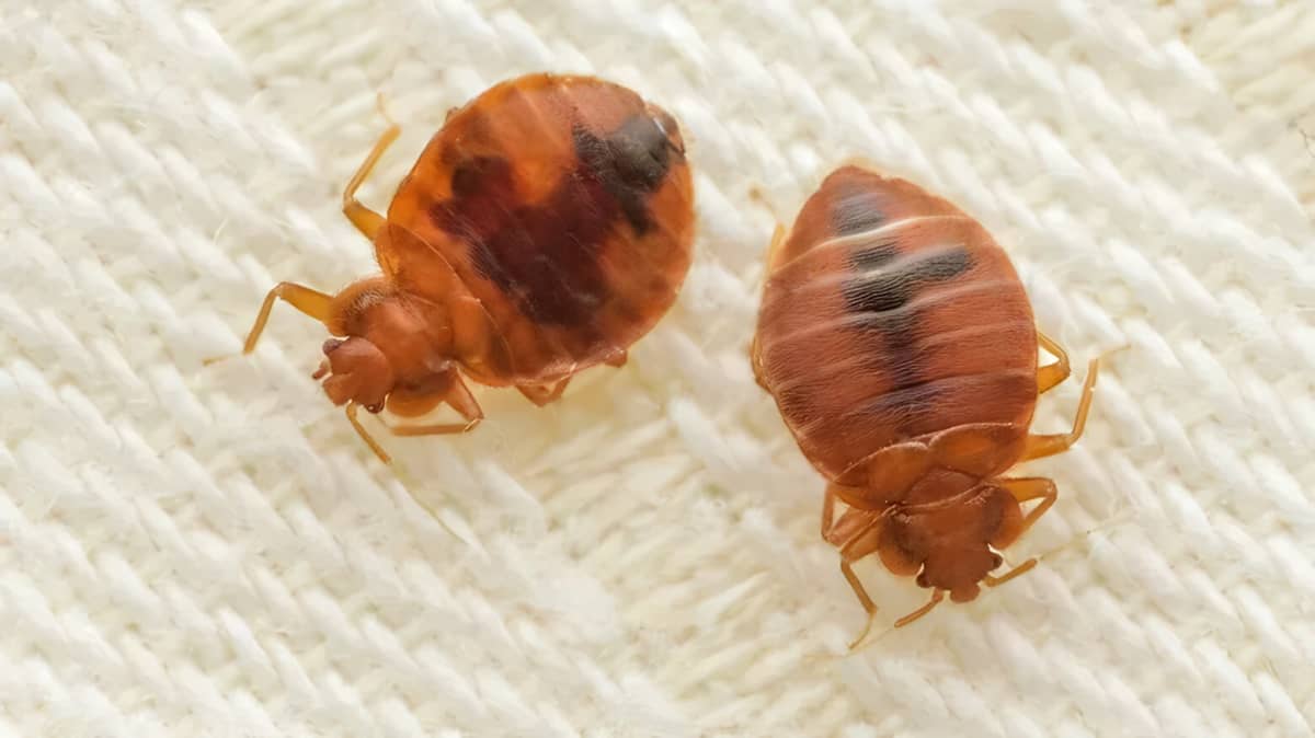 A bed bug on a white cover