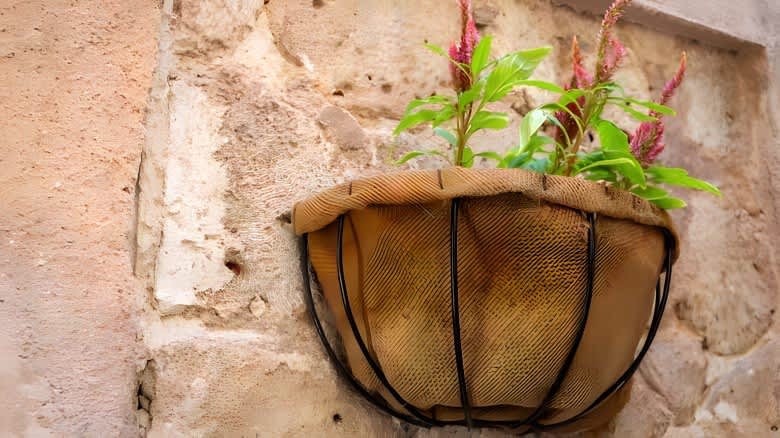 Burlap-lined hanging basket with plant