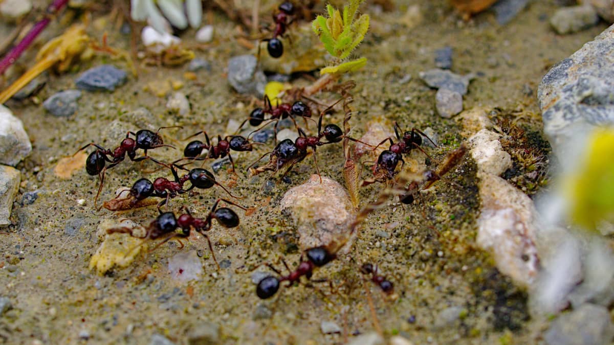 Close-up of ants in garden