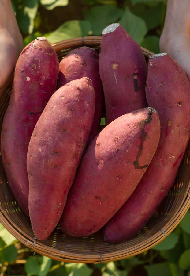 bunch of large, healthy sweet potatoes