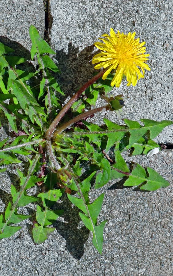 Dandelion weed growing between crack in concrete