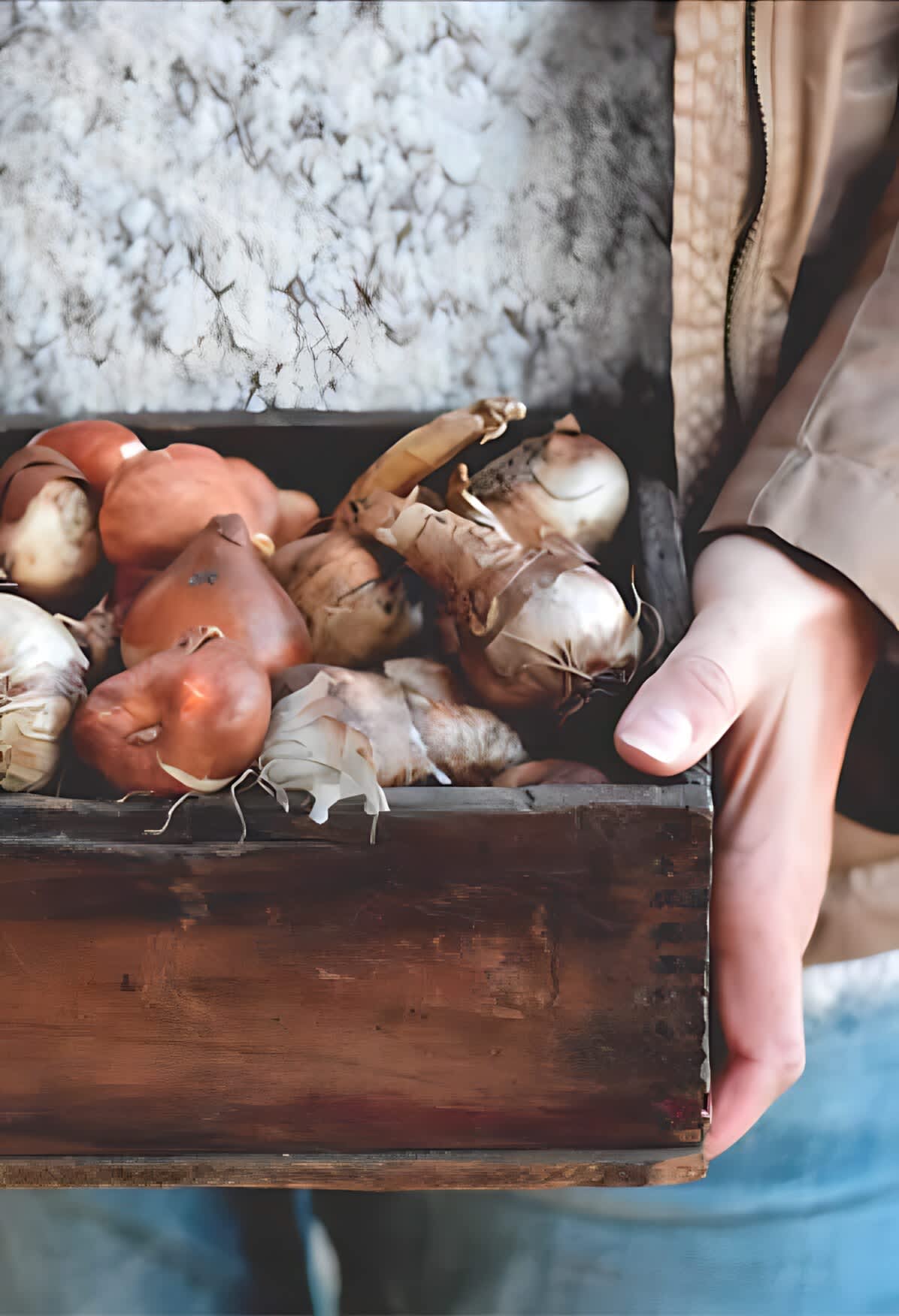 Person holding crate filled with spring bulbs