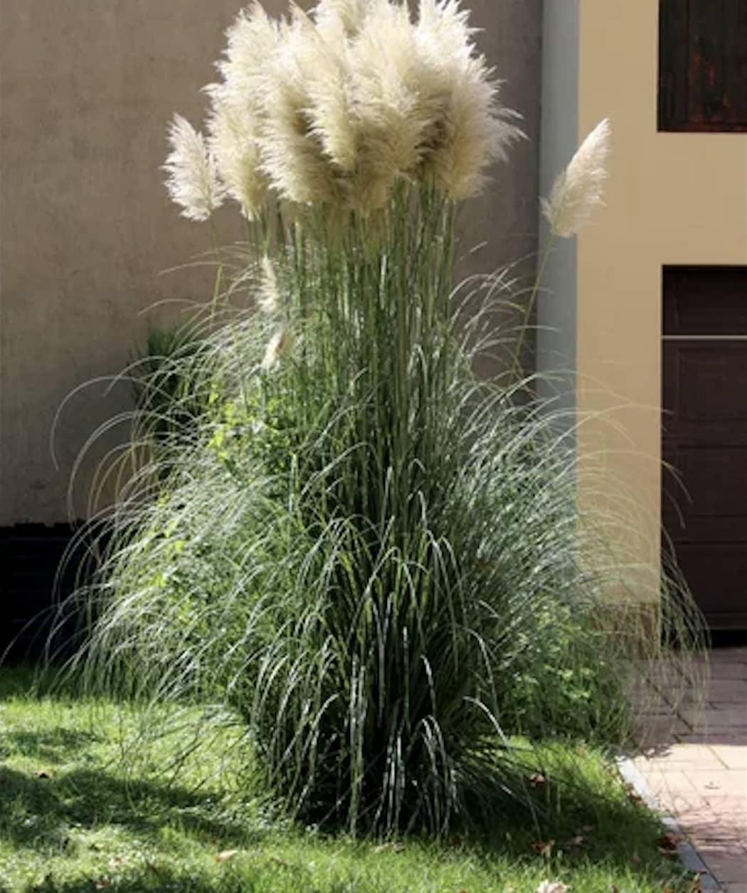 Tall stalks of pampas grass in yard